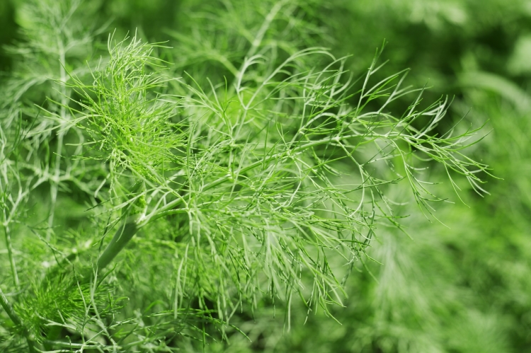 plants-4399784_1280.jpg