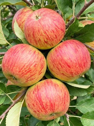 Allegro Spółka — kopia.jpg