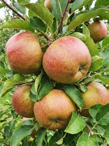 Plantatorzy — kopia.jpg