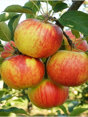 Allegro Plantatorzy — kopia.jpg