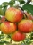 Allegro Plantatorzy — kopia.jpg