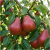 Allegro plantatorzy.png