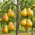 Gemini_Generated_Image_1avncw1avncw1avn.png