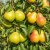 Gemini_Generated_Image_wrbs8hwrbs8hwrbs.png
