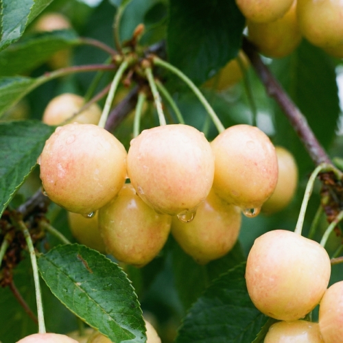 Allegro Plantatorzy.jpg