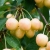 Allegro Plantatorzy.jpg
