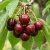 Allegro Plantatorzy.jpg