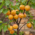 Gemini_Generated_Image_rs5orgrs5orgrs5o.png