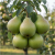 Allegro plantatorzy.png