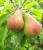 pears-7394285_1280.jpg