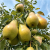 allegro plantatorzy.png