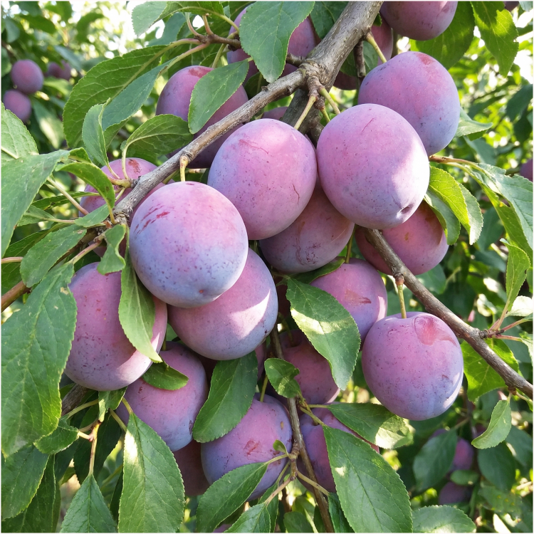 allegro spółka.png