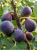1 — kopia.png