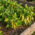 Gemini_Generated_Image_p24zy9p24zy9p24z.png