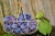 plums-1649602_1920.jpg