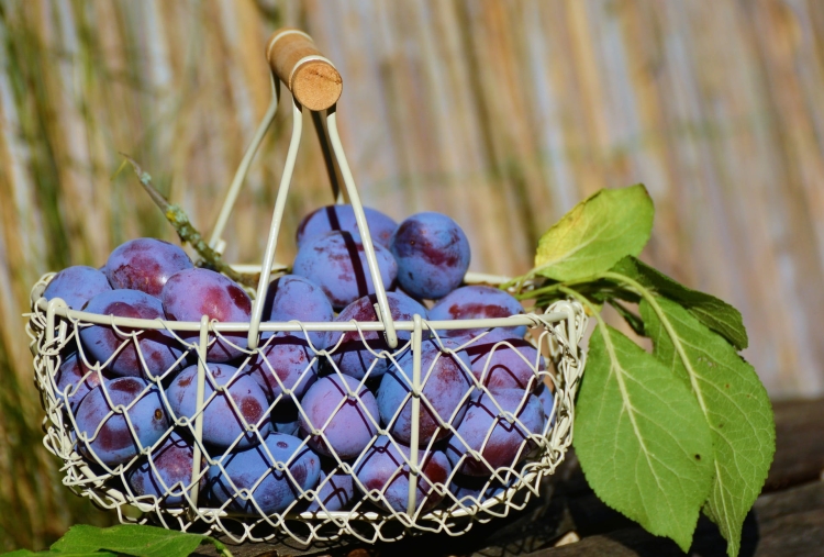 plums-1649602_1920.jpg