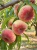 Gemini_Generated_Image_22ciaf22ciaf22ci.png