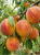 Gemini_Generated_Image_nkoi59nkoi59nkoi — kopia.png