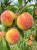 Gemini_Generated_Image_o7rd8bo7rd8bo7rd.png