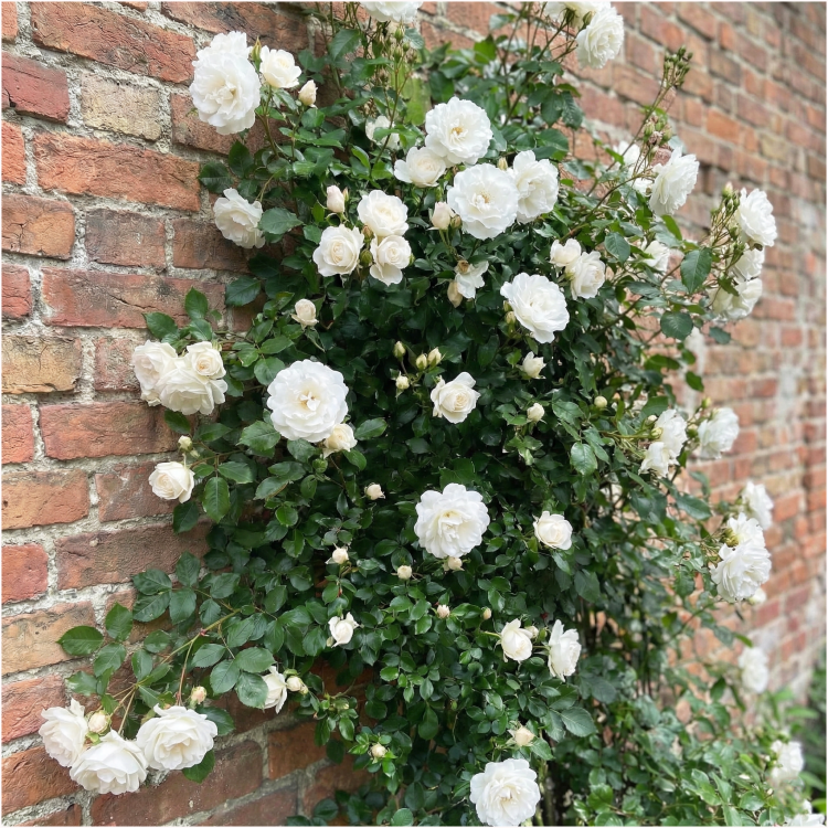 allegro spółka.png