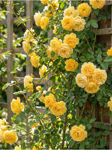 allegro — kopia.png