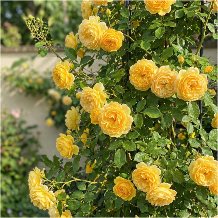 allegro spółka.png