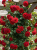 allegro plantatorzy — kopia.png