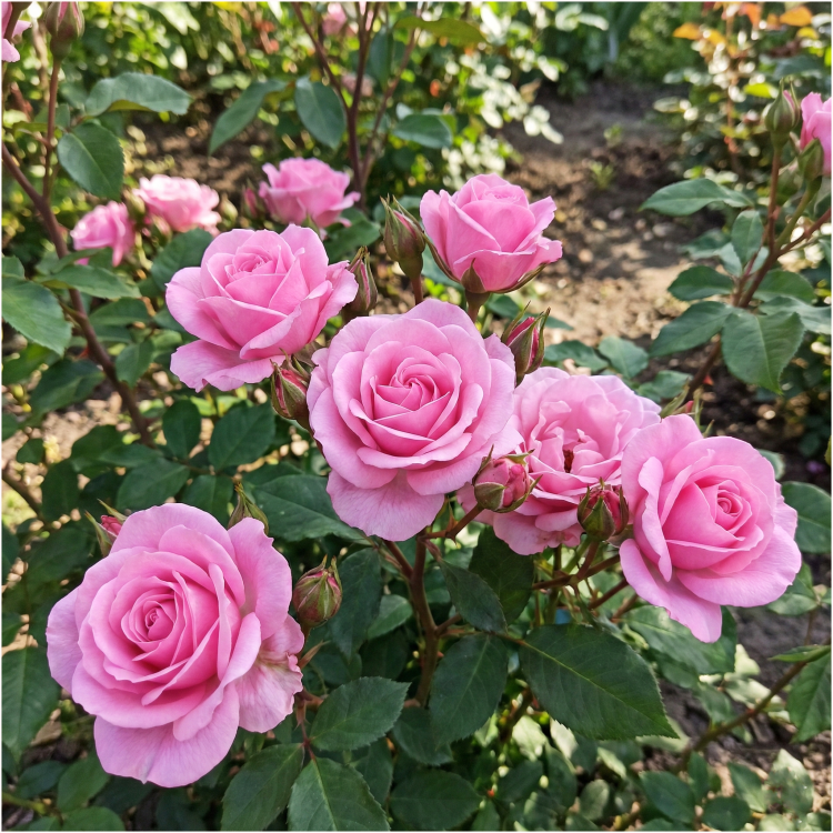 Allegro Spółka.png