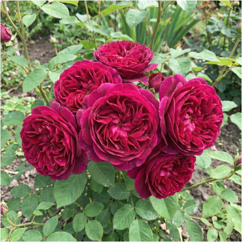 Allegro Spółka.png