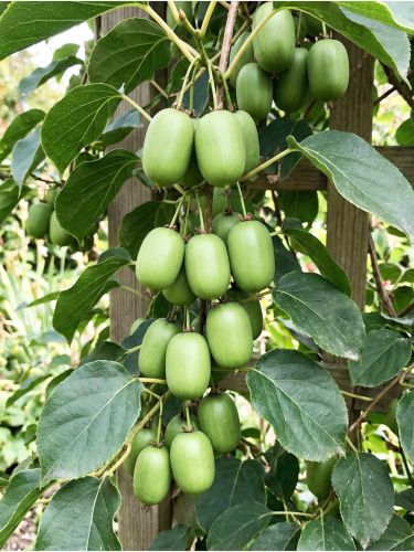 Gemini_Generated_Image_wgmo1nwgmo1nwgmo — kopia.png