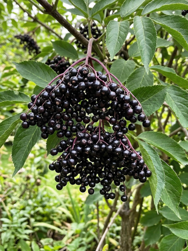 Gemini_Generated_Image_bg3hbkbg3hbkbg3h — kopia.png