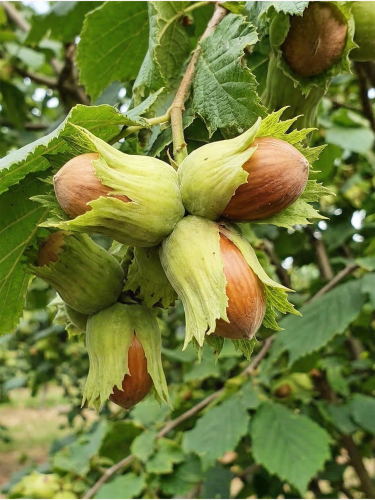 allegro — kopia.png