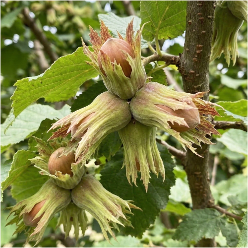 allegro spółka.png