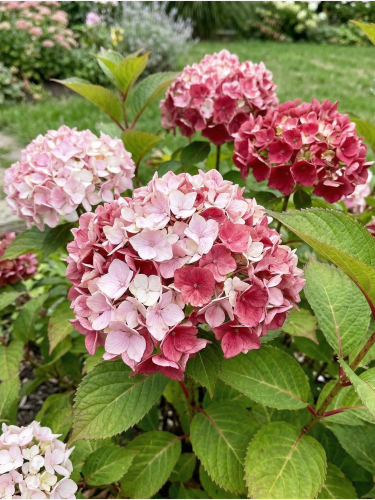 Gemini_Generated_Image_83clna83clna83cl — kopia.png