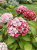 Gemini_Generated_Image_83clna83clna83cl — kopia.png
