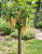 Gemini_Generated_Image_xvnzd3xvnzd3xvnz — kopia.png