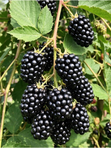 Gemini_Generated_Image_g9eynlg9eynlg9ey — kopia.png