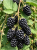 Gemini_Generated_Image_g9eynlg9eynlg9ey — kopia.png