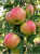 Gemini_Generated_Image_w5xf1dw5xf1dw5xf — kopia.png