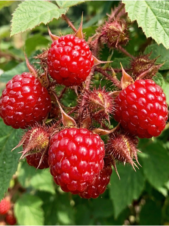 allegro — kopia.png