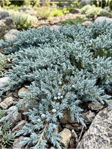 Gemini_Generated_Image_4f94nq4f94nq4f94 — kopia.png