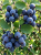 Gemini_Generated_Image_1r1c651r1c651r1c — kopia.png