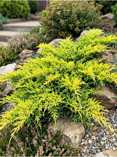 Gemini_Generated_Image_pphj90pphj90pphj — kopia.png