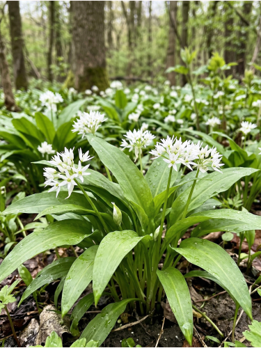 Gemini_Generated_Image_s16j83s16j83s16j — kopia.png