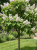 Gemini_Generated_Image_xvv6zfxvv6zfxvv6 — kopia.png