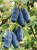 Gemini_Generated_Image_gqwlwgqwlwgqwlwg — kopia.png