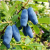 Gemini_Generated_Image_jtcr2wjtcr2wjtcr.png