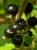 blackcurrant-219775_1280.jpg
