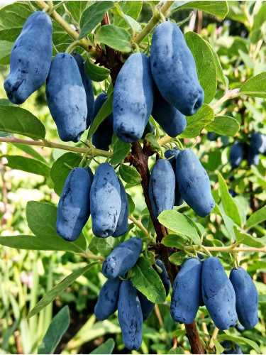 Gemini_Generated_Image_c88nibc88nibc88n — kopia.png