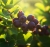 Gemini_Generated_Image_l72cl3l72cl3l72c.jpg